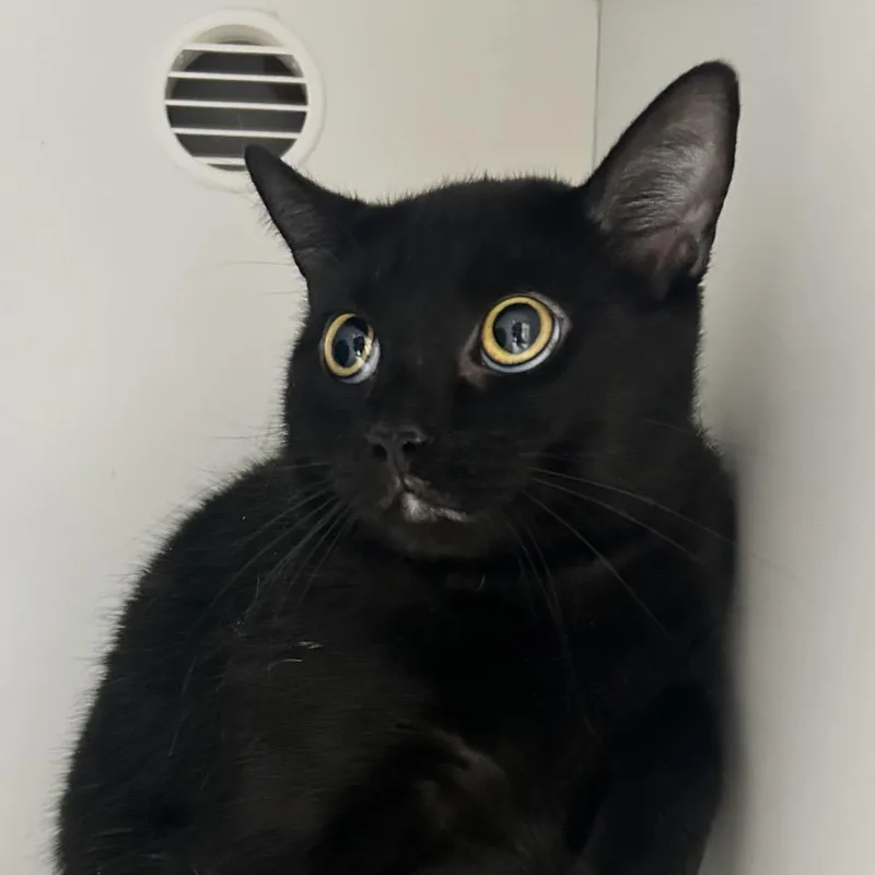 An adult medium-sized female Black Domestic Short Hair cat named Moon for adoption in Uniontown, PA