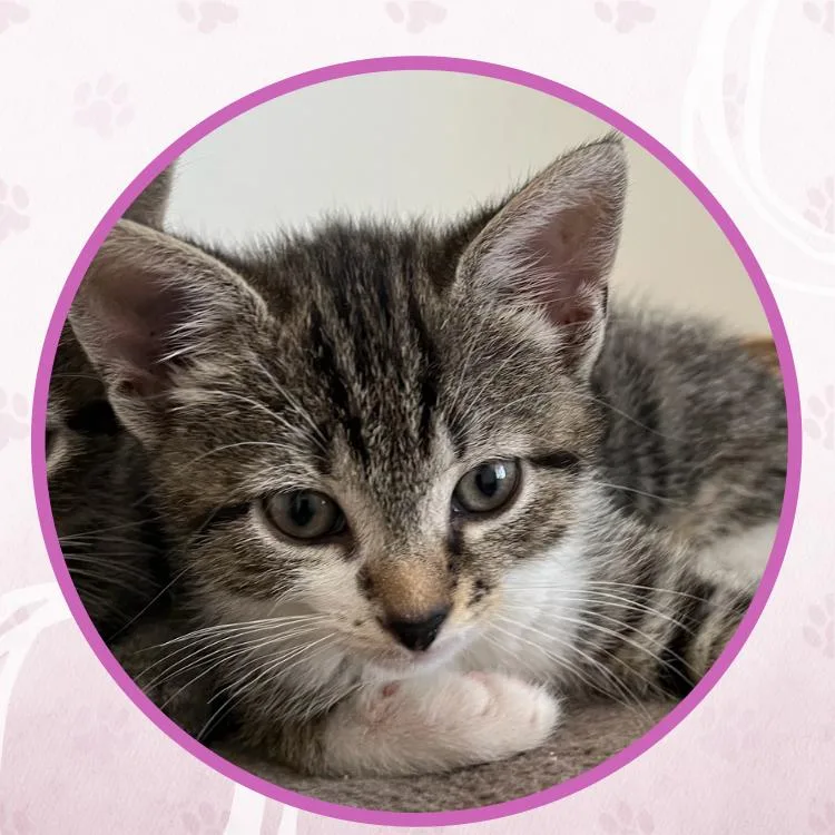 A baby small-sized female Tabby (Brown / Chocolate) Domestic Short Hair cat named Limoncello Spritz for adoption in Toms River, NJ