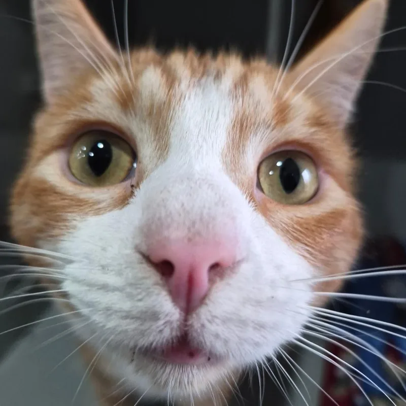 A young large-sized male Orange / Red Domestic Short Hair cat named Baxter for adoption in Bismarck, ND