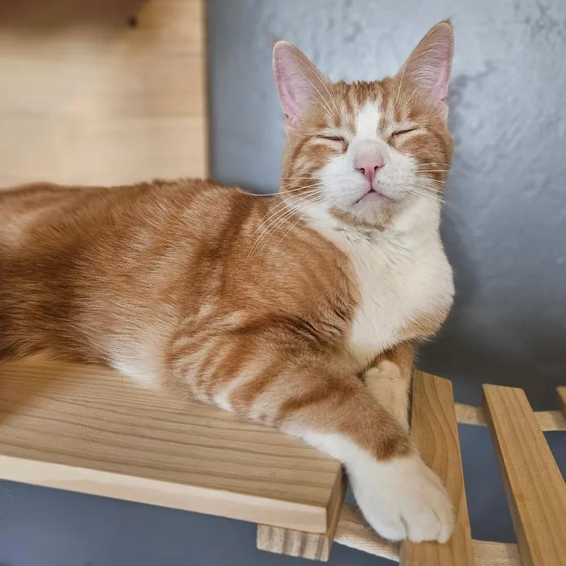 Baxter thumbnail 3