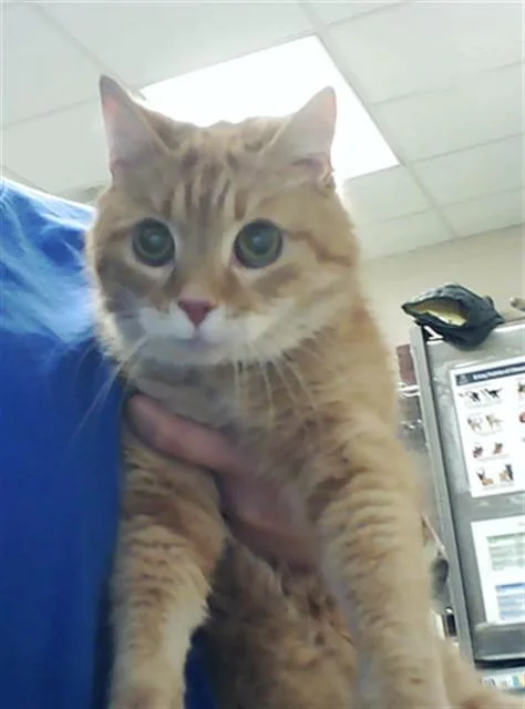 A senior medium-sized female Domestic Short Hair cat named Rosey for adoption in Fayetteville, NC