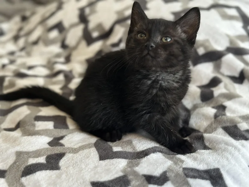A baby small-sized male Domestic Short Hair cat named Twizzler for adoption in Bethel Park, PA
