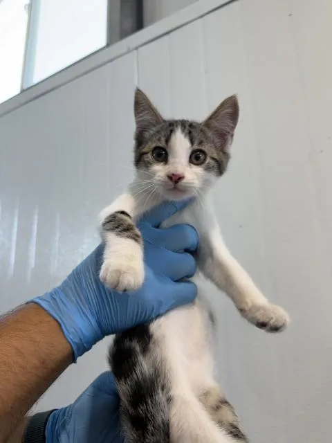 A baby small-sized female Domestic Short Hair cat named Avery for adoption in San Bernardino, CA