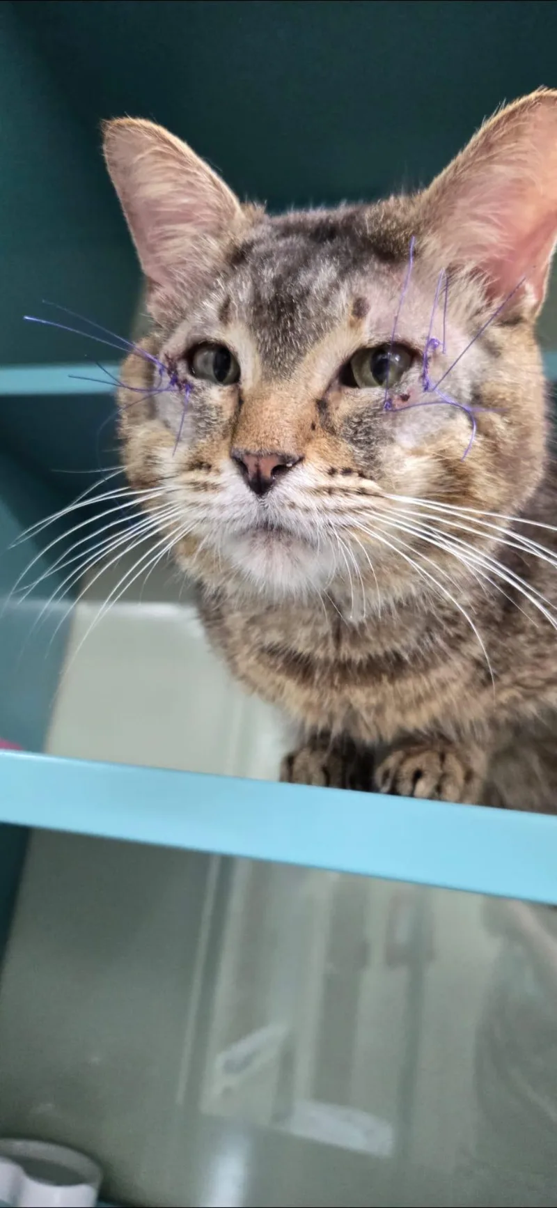 An adult medium-sized male Tabby (Brown / Chocolate) Domestic Short Hair cat named Jefferson for adoption in Lauderhill, FL