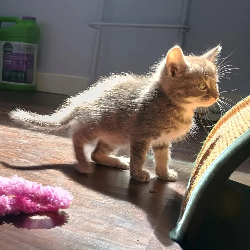 A baby small-sized female Tabby (Gray / Blue / Silver) Domestic Short Hair cat named Hayes for adoption in Grand Rapids, MI