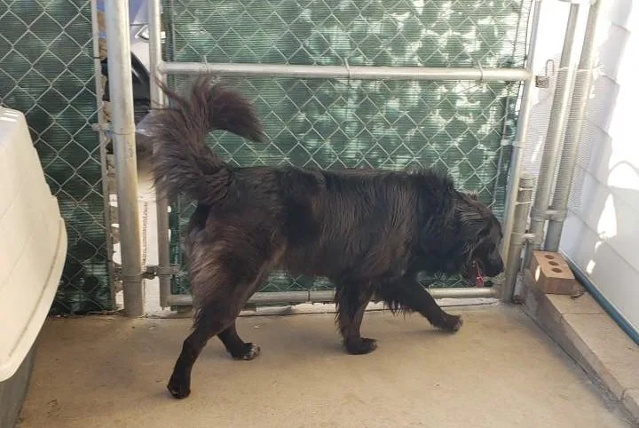 An adult large-sized male Flat-Coated Retriever dog named Rocco for adoption in Ventura, CA