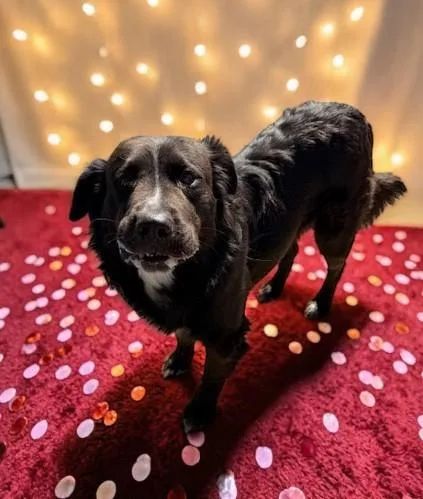 Rocco thumbnail 4