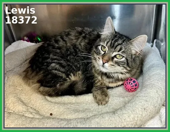 A young medium-sized male Tabby (Brown / Chocolate) Domestic Medium Hair cat named Lewis for adoption in Marietta, GA