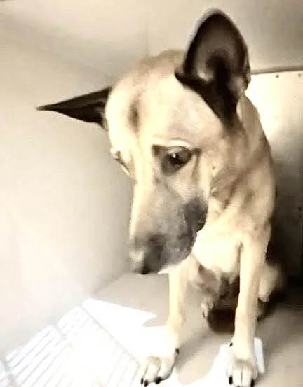 A young medium-sized male German Shepherd Dog dog named Radar for adoption in Houston, TX