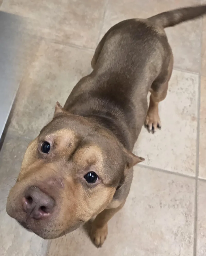 An adult medium-sized female Pit Bull Terrier dog named Beth for adoption in Brainerd, MN
