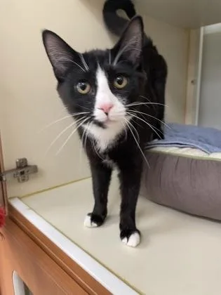 A young medium-sized female Domestic Short Hair cat named Aaron for adoption in Hamilton, NJ