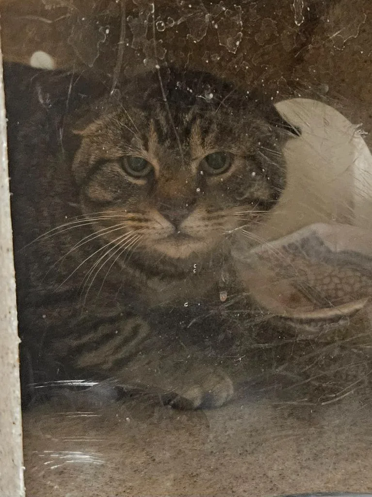 An adult medium-sized male Domestic Short Hair cat named Working Cat: Abra Cadabra for adoption in Bloomington, IN