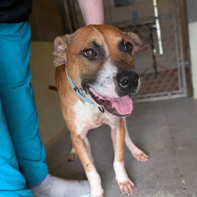 An adult medium-sized male Red / Chestnut / Orange Hound dog named Marmalade for adoption in Ocala, FL