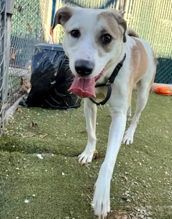 Coco Melon thumbnail 3