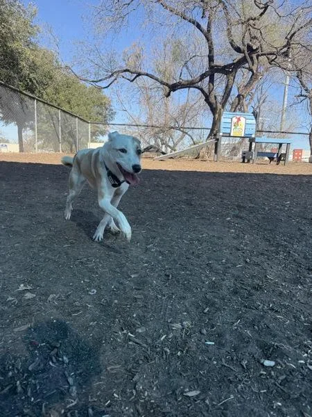 Coco Melon thumbnail 4