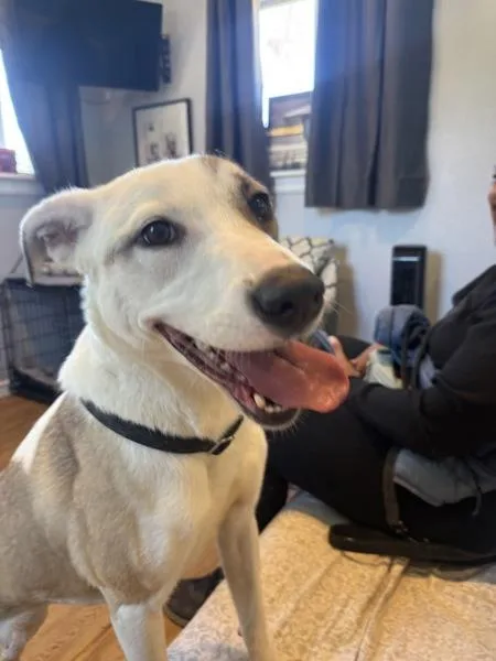 Coco Melon thumbnail 5