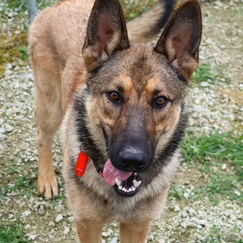 A young medium-sized female German Shepherd Dog dog named Sylvie for adoption in Hollister, MO