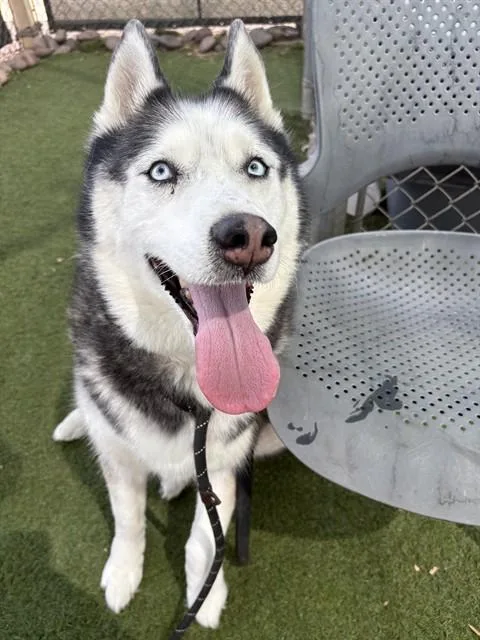 An adult large-sized male Husky dog named Gunner for adoption in Phoenix, AZ