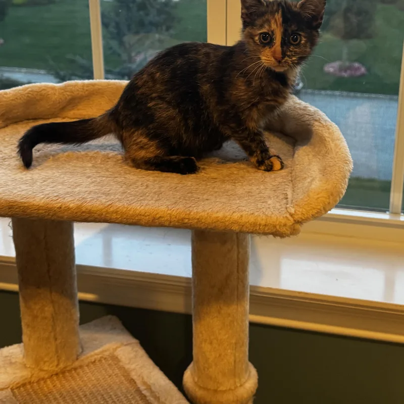 A baby medium-sized female Tortoiseshell Domestic Short Hair cat named Ambrosia for adoption in Moriches, NY