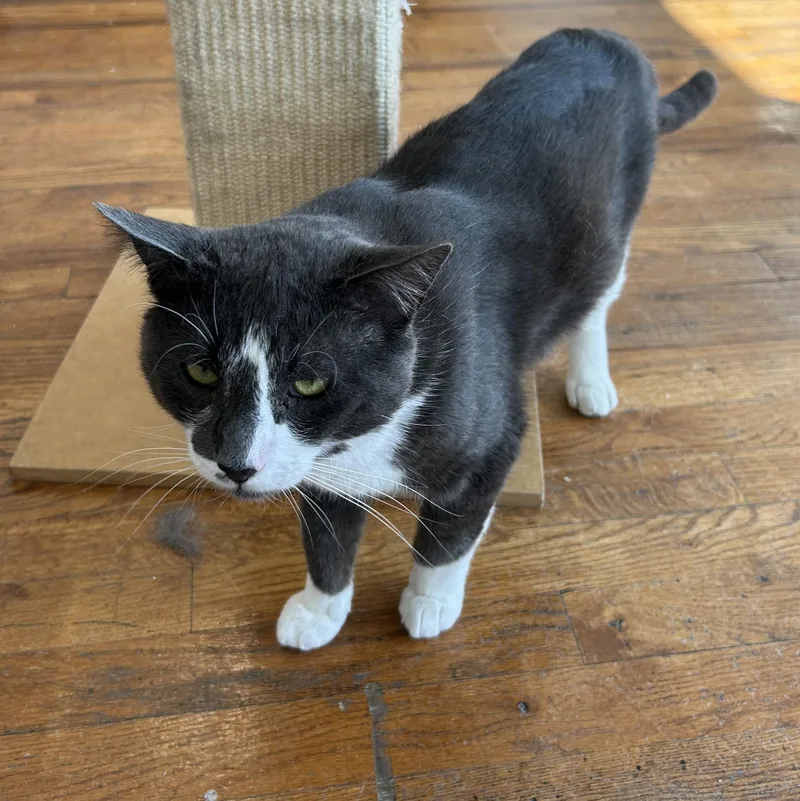 A young large-sized male Gray & White Tuxedo cat named Greyson for adoption in Lambertville, NJ