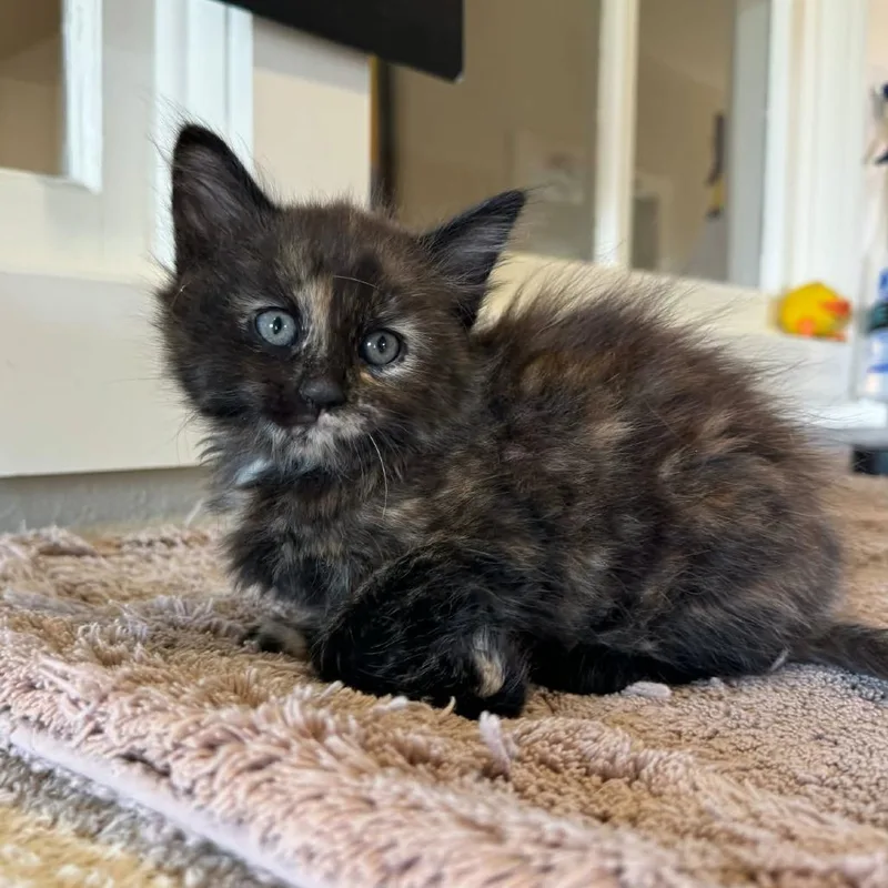 A baby small-sized female Black Domestic Medium Hair cat named Columbia for adoption in Fredericksburg, TX