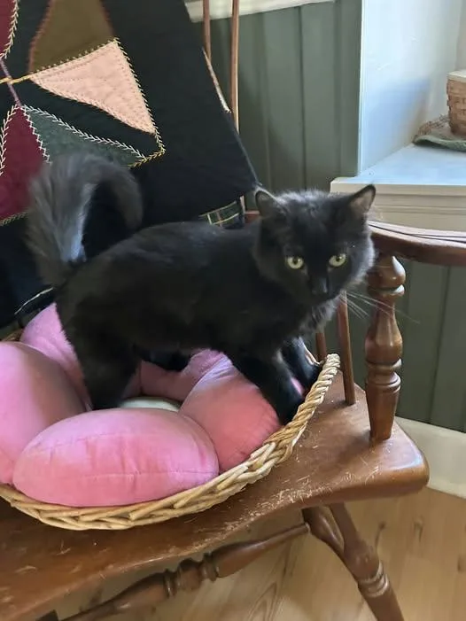 A young medium-sized female Black Domestic Long Hair cat named Polly for adoption in Reading, PA