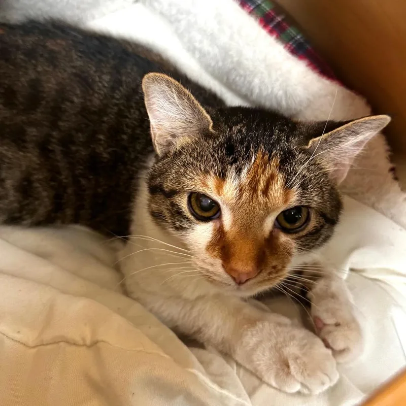 A young medium-sized female Calico Domestic Short Hair cat named Scholastic Book Fair for adoption in Brookfield, WI