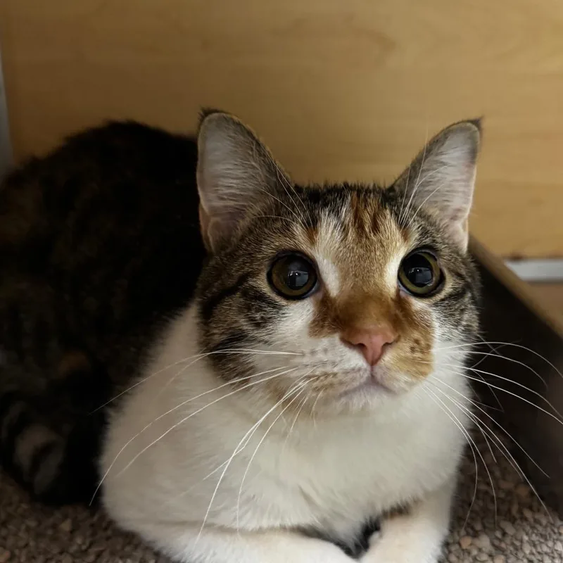 Scholastic Book Fair thumbnail 2