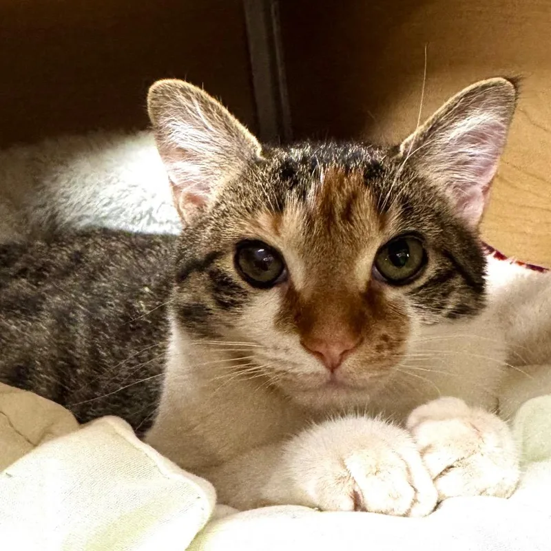 Scholastic Book Fair thumbnail 3