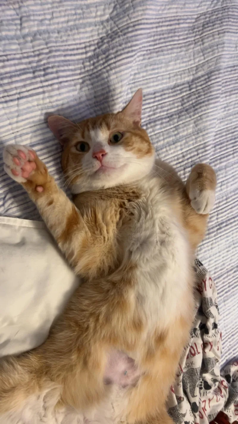 A young medium-sized male American Shorthair cat named Milano for adoption in Brooklyn, NY