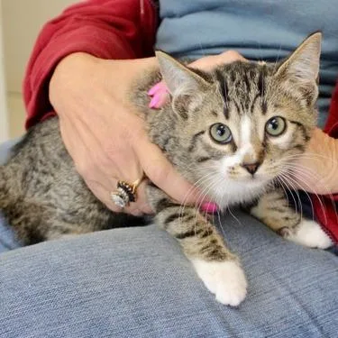 A baby small-sized female Brown / Chocolate Domestic Short Hair cat named Hazel for adoption in Birmingham, AL