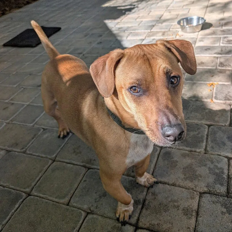 An adult medium-sized male Dachshund dog named Bogart for adoption in Chico, CA