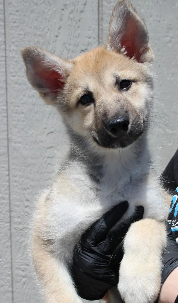 A baby medium-sized male Shepherd dog named Jerry for adoption in Vacaville, CA