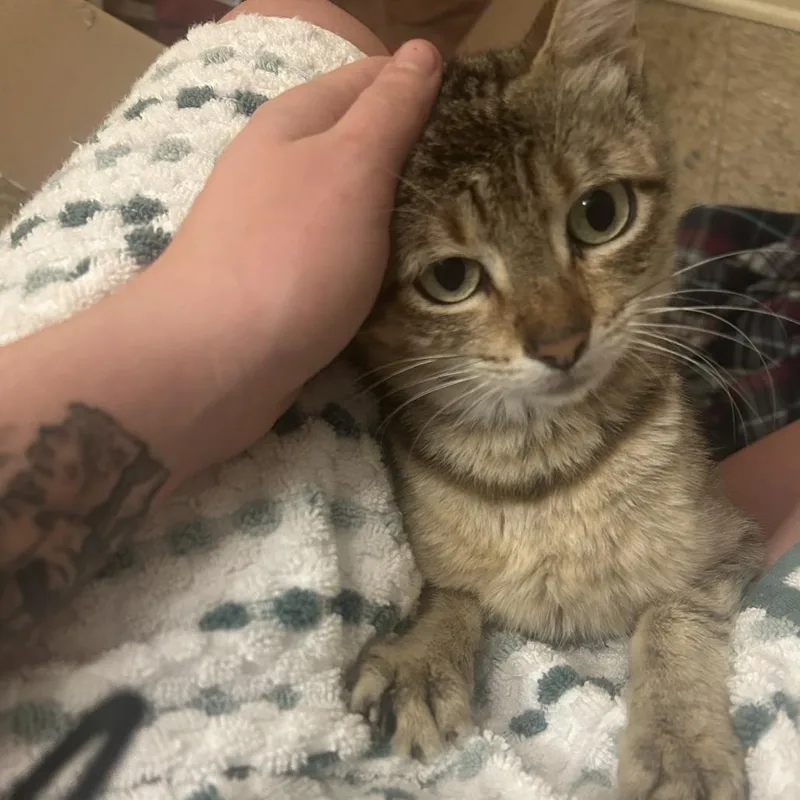 A young small-sized male Brown / Chocolate Domestic Short Hair cat named Joyful Turtle for adoption in Austin, TX