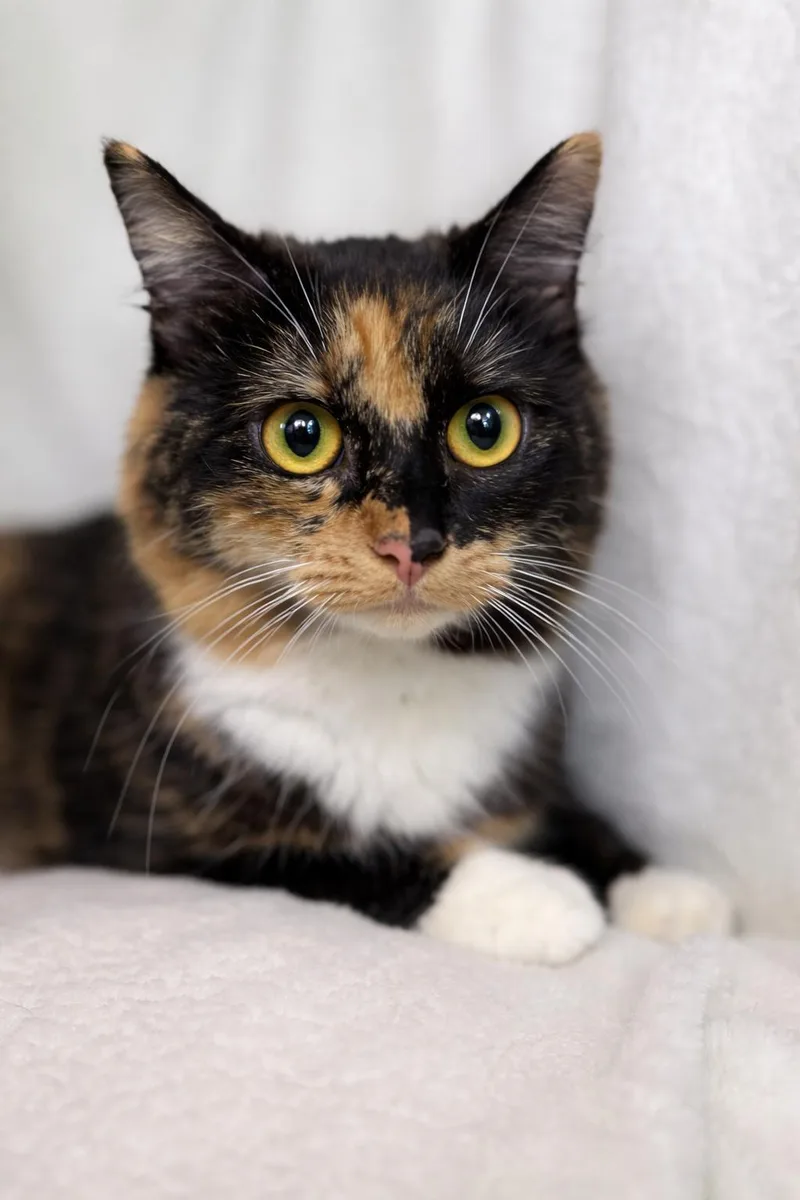 A young medium-sized female Calico Domestic Long Hair cat named Hazel for adoption in Greensboro, NC