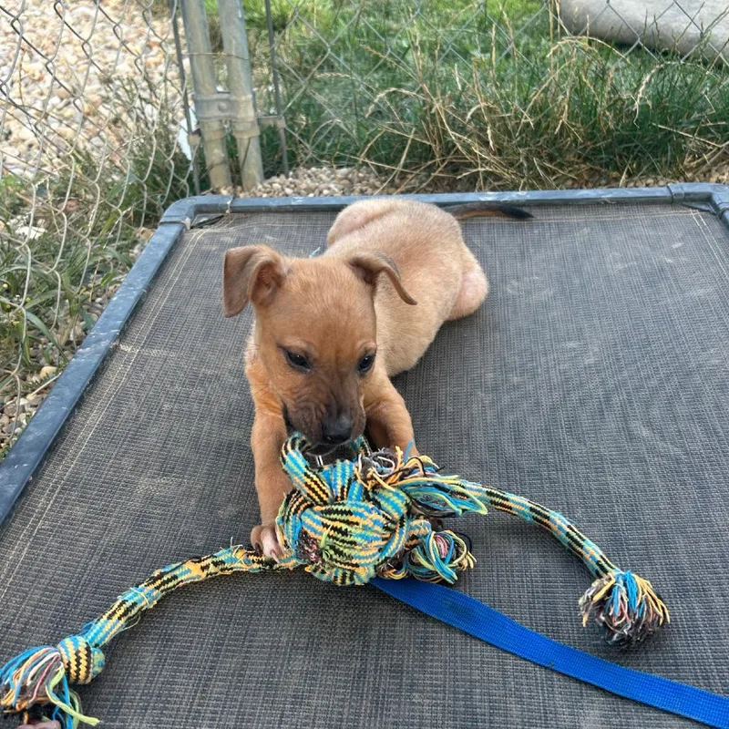 A baby small-sized male Yellow / Tan / Blond / Fawn Pit Bull Terrier dog named Blue for adoption in Columbia Station, OH