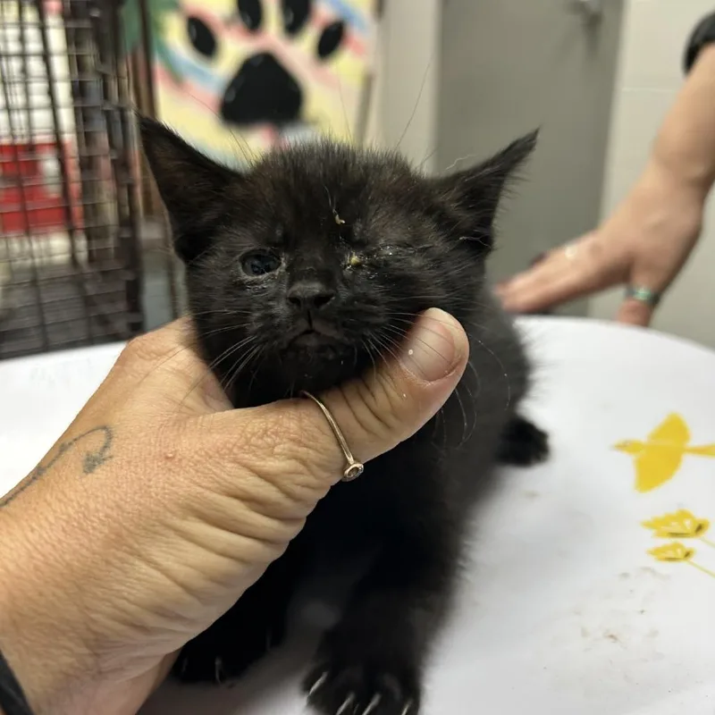 A baby small-sized female Black Domestic Short Hair cat named Pinky for adoption in Lufkin, TX