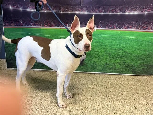 A young extra large-sized female Bull Terrier dog named Manchitas for adoption in Miami, FL