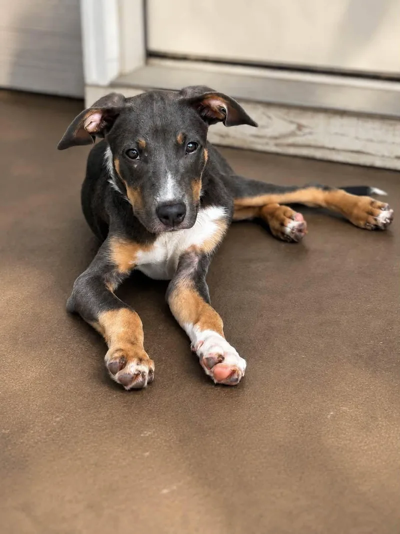A young medium-sized male Terrier dog named Ludwig for adoption in Greenville, SC