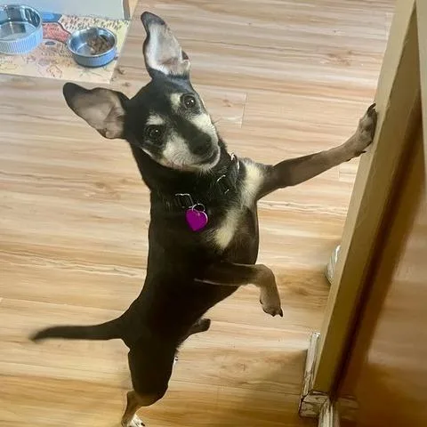 Hennessy thumbnail 6