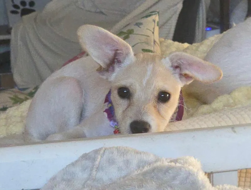 Fawn