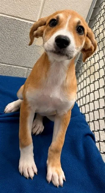 A baby small-sized female Labrador Retriever dog named Prairie Dawn for adoption in Statesville, NC