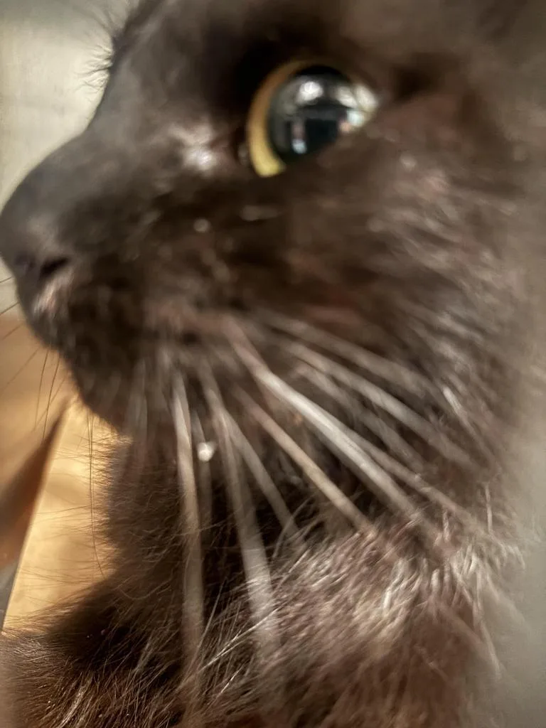 A young large-sized male Domestic Short Hair cat named LaMans for adoption in Cartersville , GA