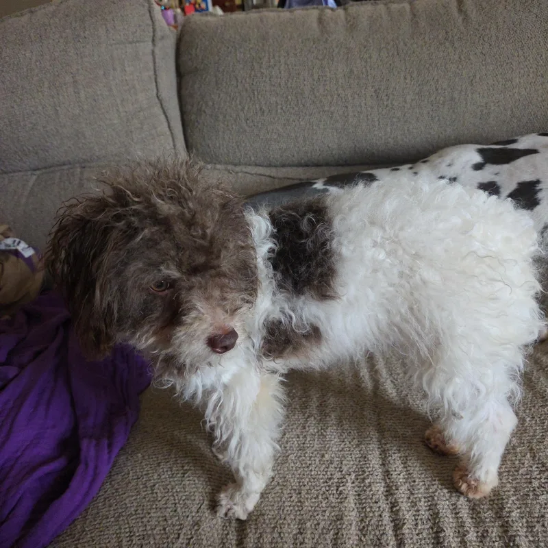 A baby small-sized female Miniature Poodle dog named Carly for adoption in Toledo, OH