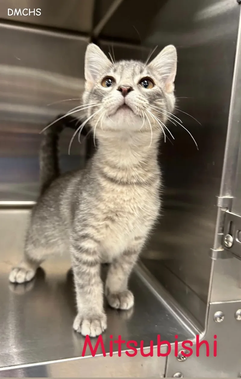 A baby small-sized male Tabby (Gray / Blue / Silver) Domestic Short Hair cat named Mitsubishi for adoption in Burlington, IA