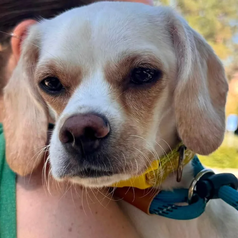 A young small-sized female Beagle dog named Freya  City of for adoption in Chino Hills, CA