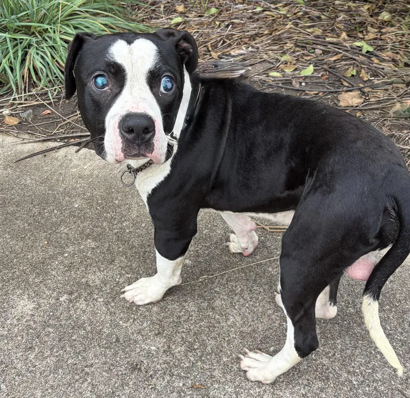 A young medium-sized male Black Pit Bull Terrier dog named Handsome for adoption in McKeesport, PA