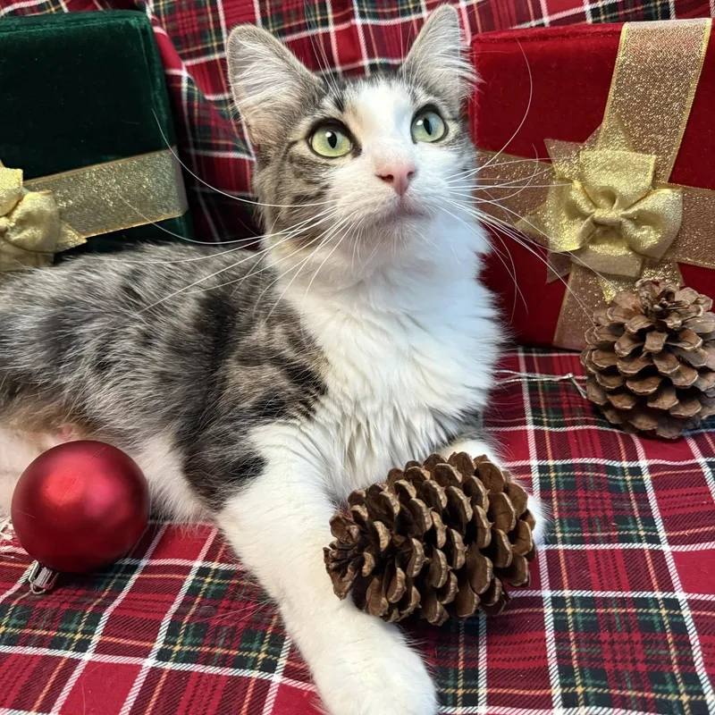 Maybelline thumbnail 2