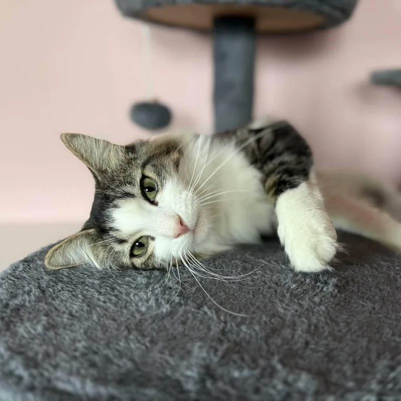 Maybelline thumbnail 4