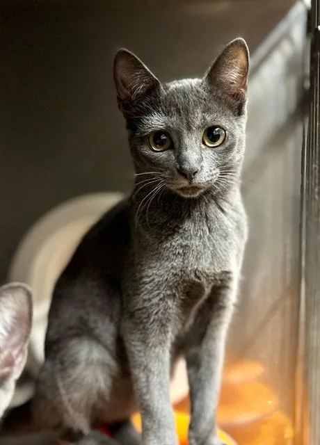 A young small-sized female Domestic Short Hair cat named Ettie for adoption in York, SC